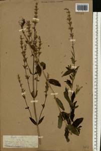 Nepeta nuda subsp. nuda, Eastern Europe, North-Western region (E2) (Russia)