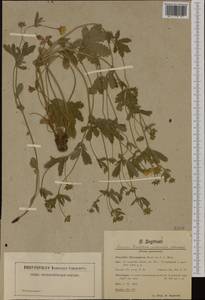 Potentilla thuringiaca Bernh. ex Link, Western Europe (EUR) (Germany)