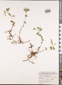 Mentha × piperita L., Eastern Europe, Central region (E4) (Russia)