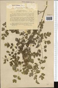 Corydalis semenowii Regel & Herder, Middle Asia, Northern & Central Tian Shan (M4) (Kazakhstan)