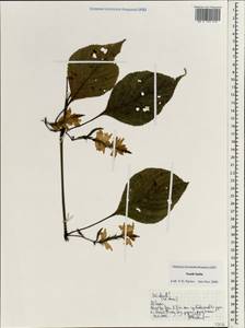 Acanthaceae, South Asia, South Asia (Asia outside ex-Soviet states and Mongolia) (ASIA) (India)