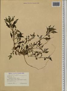 Oxybasis rubra (L.) S. Fuentes, Uotila & Borsch, Siberia, Western Siberia (S1) (Russia)