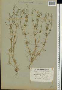Spergula arvensis L., Eastern Europe, North-Western region (E2) (Russia)