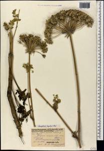 Silphiodaucus hispidus (M. Bieb.) Spalik, Wojew., Banasiak, Piwczyñski & Reduron, Caucasus, North Ossetia, Ingushetia & Chechnya (K1c) (Russia)