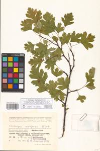 Crataegus rhipidophylla Gand., Eastern Europe, Lower Volga region (E9) (Russia)