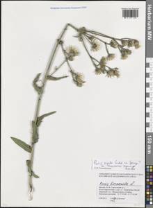 Picris hieracioides subsp. hieracioides, Eastern Europe, Moscow region (E4a) (Russia)