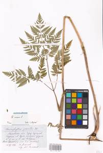 Chaerophyllum aureum L., Eastern Europe, Moscow region (E4a) (Russia)
