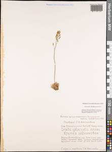 Draba glacialis Adams, Siberia, Yakutia (S5) (Russia)