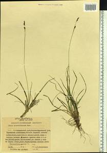 Carex trautvetteriana Kom., Siberia, Russian Far East (S6) (Russia)