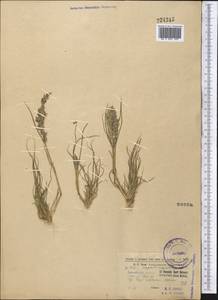Eragrostis cilianensis (All.) Janch., Middle Asia, Northern & Central Tian Shan (M4) (Kazakhstan)