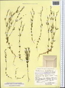 Centaurium pulchellum var. meyeri (Bunge) Omer, Caucasus, Georgia (K4) (Georgia)