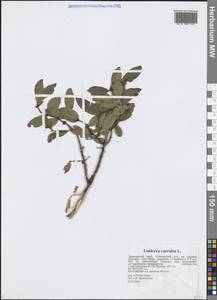 Lonicera caerulea L., Siberia, Russian Far East (S6) (Russia)