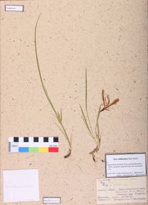 Iris ruthenica Ker Gawl., Siberia, Central Siberia (S3) (Russia)