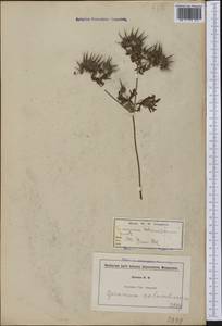 Geranium columbinum L., America (AMER) (Not classified)