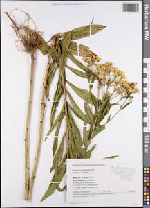 Senecio sarracenicus L., Eastern Europe, Central region (E4) (Russia)