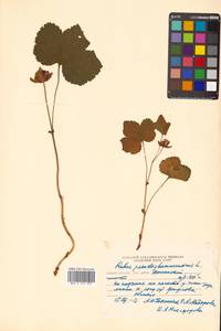 Rubus chamaemorus L., Siberia, Russian Far East (S6) (Russia)