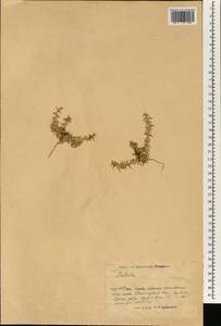 Salsola, South Asia, South Asia (Asia outside ex-Soviet states and Mongolia) (ASIA) (China)
