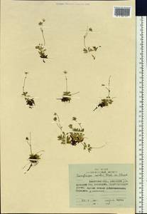 Micranthes merkii subsp. merkii, Siberia, Chukotka & Kamchatka (S7) (Russia)