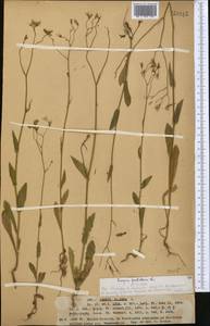 Crepis pulchra L., Middle Asia, Western Tian Shan & Karatau (M3) (Kazakhstan)