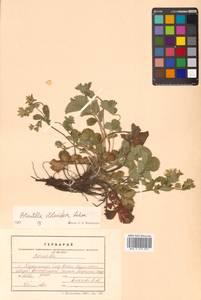 Potentilla stolonifera Lehm. ex Ledeb., Siberia, Russian Far East (S6) (Russia)