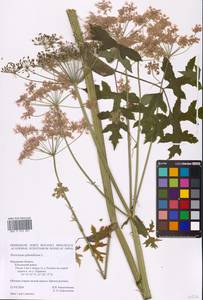 Heracleum sphondylium L., Eastern Europe, Central region (E4) (Russia)