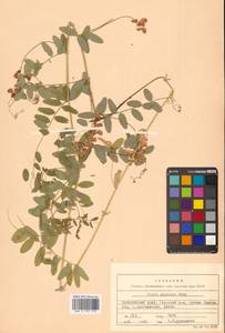 Vicia woroschilovii N.S.Pavlova, Siberia, Russian Far East (S6) (Russia)