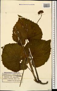 Valeriana tiliifolia Troitsky, Caucasus, Armenia (K5) (Armenia)