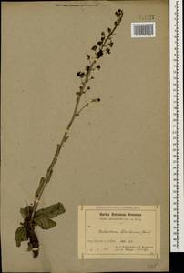 Verbascum flavidum (Boiss.) Freyn & Bornm., Caucasus, Armenia (K5) (Armenia)