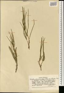 Ephedra intermedia Schrenk & C.A.Mey., South Asia, South Asia (Asia outside ex-Soviet states and Mongolia) (ASIA) (Afghanistan)