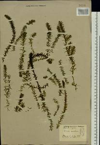 Elodea canadensis Michx., Eastern Europe, North-Western region (E2) (Russia)