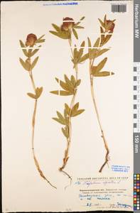 Trifolium alpestre L., Eastern Europe, North Ukrainian region (E11) (Ukraine)