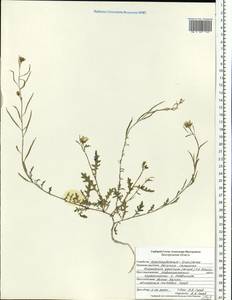 Erucastrum gallicum (Willd.) O.E.Schulz, Eastern Europe, Central forest-and-steppe region (E6) (Russia)