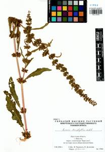Rumex stenophyllus Ledeb., Siberia, Baikal & Transbaikal region (S4) (Russia)