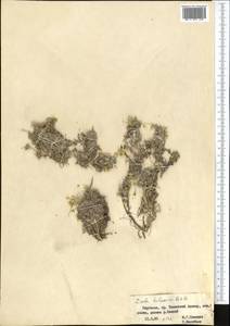 Draba talassica Pohle, Middle Asia, Western Tian Shan & Karatau (M3) (Kyrgyzstan)