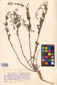 MHA 0 159 657, Scrophularia rupestris M. Bieb. ex Willd., Eastern Europe, Lower Volga region (E9) (Russia)