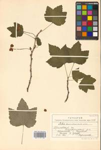 Ribes mandshuricum (Maxim.) Kom., Siberia, Russian Far East (S6) (Russia)