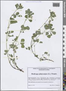 Medicago platycarpos (L.) Trautv., Siberia, Central Siberia (S3) (Russia)