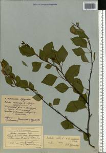 Betula pendula Roth, Eastern Europe, Northern region (E1) (Russia)