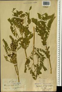 Sophora alopecuroides L., South Asia, South Asia (Asia outside ex-Soviet states and Mongolia) (ASIA) (China)