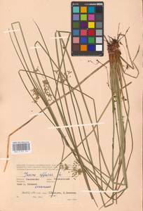 Juncus effusus L., Eastern Europe, Western region (E3) (Russia)