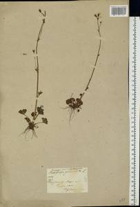 Saxifraga granulata L., Eastern Europe, Latvia (E2b) (Latvia)