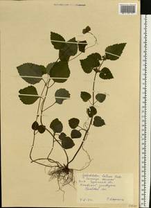 Lamium galeobdolon subsp. galeobdolon, Eastern Europe, North Ukrainian region (E11) (Ukraine)