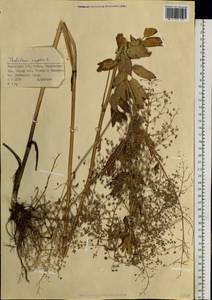 Thalictrum simplex L., Siberia, Western (Kazakhstan) Altai Mountains (S2a) (Kazakhstan)