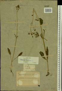 Valeriana tuberosa L., Eastern Europe, South Ukrainian region (E12) (Ukraine)