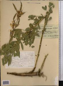 Thermopsis dolichocarpa V.A.Nikitin, Middle Asia, Pamir & Pamiro-Alai (M2)