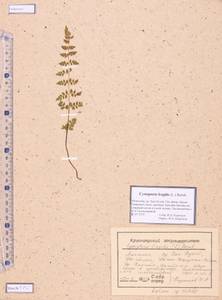 Cystopteris fragilis (L.) Bernh., Mongolia (MONG) (Mongolia)