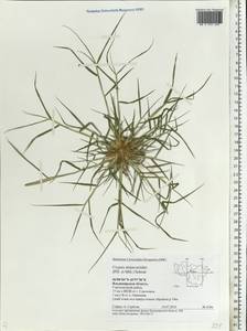 Sporobolus alopecuroides (Piller & Mitterp.) P.M.Peterson, Eastern Europe, Central region (E4) (Russia)