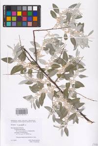 Elaeagnus angustifolia L., Eastern Europe, Central forest-and-steppe region (E6) (Russia)