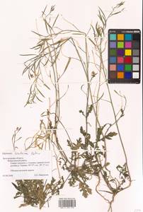 Diplotaxis cretacea Kotov, Eastern Europe, Central forest-and-steppe region (E6) (Russia)