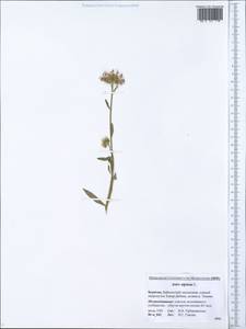 Aster alpinus L., Siberia, Baikal & Transbaikal region (S4) (Russia)